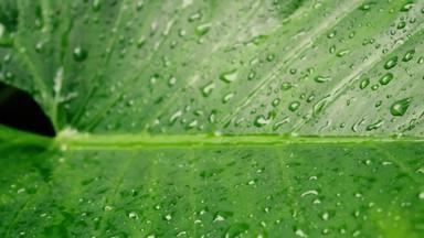 雨下降绿色植物叶卡丘帕塔庞大的大象耳朵灯泡水雨滴夏天雨视频镜头自然多雨的季节<strong>背景</strong>声音效果有选择性的焦点前景
